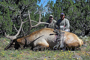 Two men with a trophy elk in the woods.